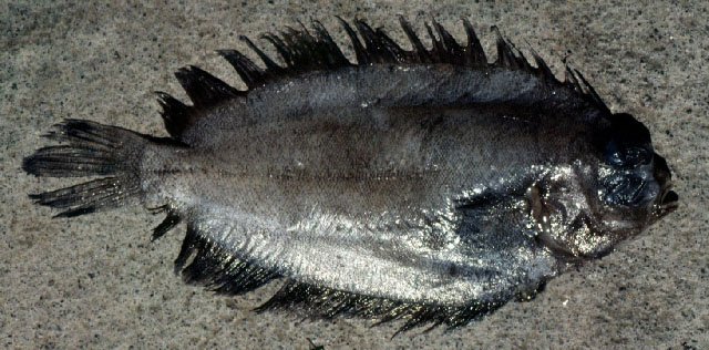 黑斑瓦鲽(Poecilopsetta colorata)