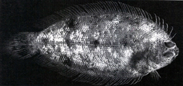 双斑瓦鲽(Poecilopsetta plinthus)