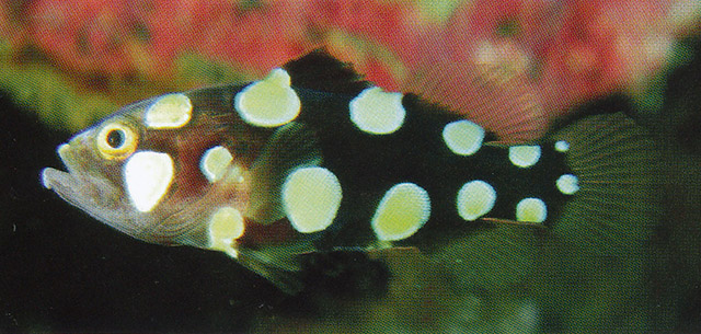 斑点须鮨(Pogonoperca punctata)
