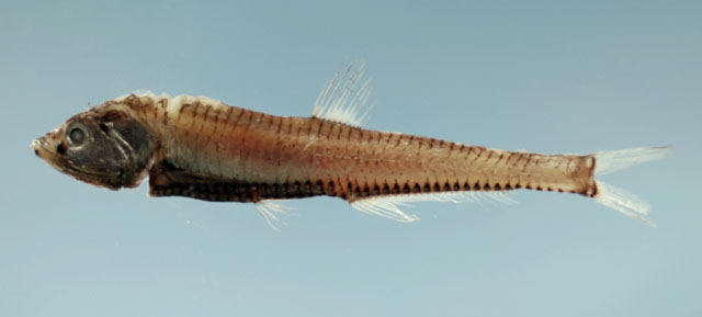 莫氏轴光鱼(Pollichthys mauli)