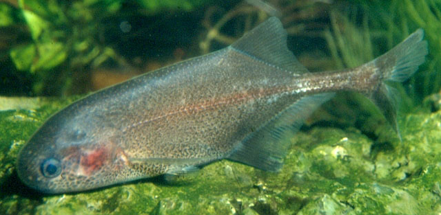 野矮长颌鱼(Pollimyrus adspersus)