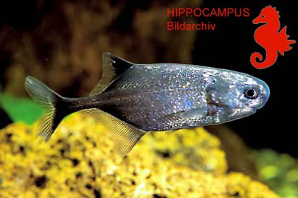 Pollimyrus isidori(Pollimyrus isidori)