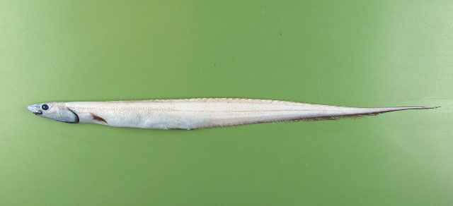 白令海多刺背棘鱼(Polyacanthonotus challengeri)