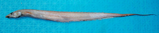 小口多刺背棘鱼(Polyacanthonotus rissoanus)