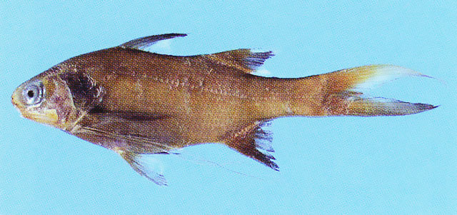 长肘多指马鲅(Polydactylus longipes)