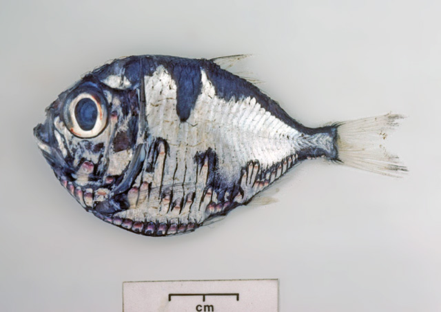 基氏烛光鱼(Polyipnus kiwiensis)