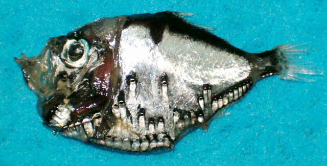 普氏烛光鱼(Polyipnus polli)