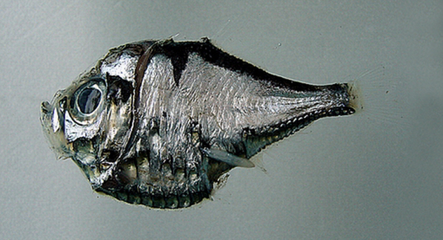 头棘烛光鱼(Polyipnus spinifer)