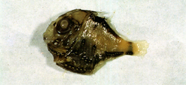 闪电烛光鱼(Polyipnus stereope)