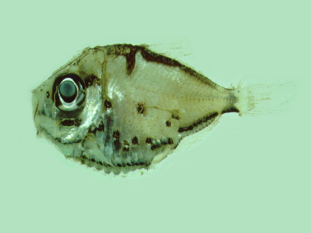 三烛光鱼(Polyipnus triphanos)