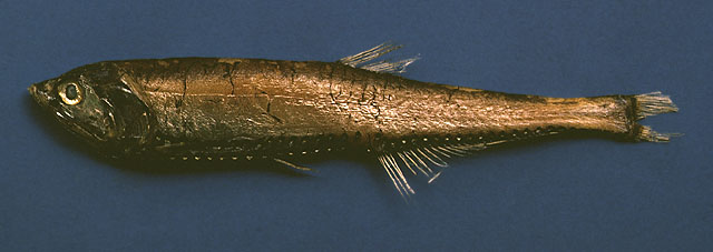 腹灯刀光鱼(Polymetme corythaeola)