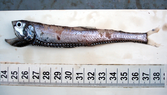 东大西洋刀光鱼(Polymetme thaeocoryla)