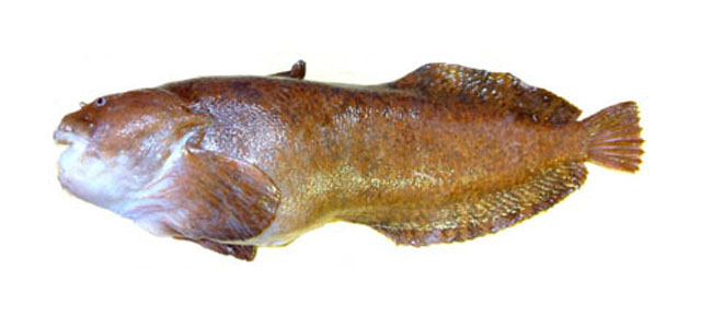 日本多囊狮子鱼(Polypera simushirae)