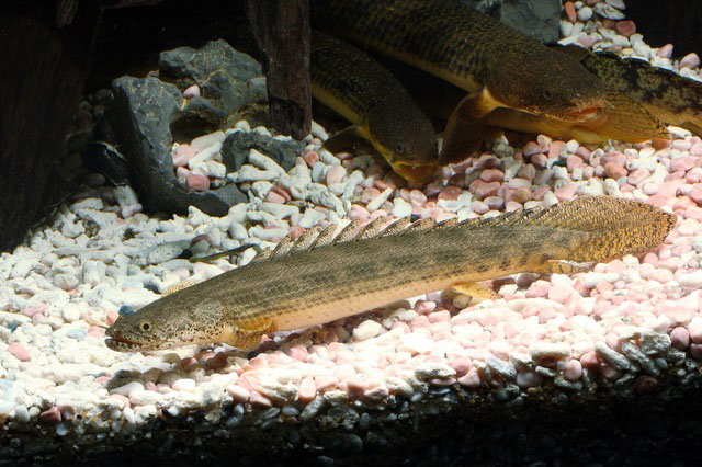安氏多鳍鱼(Polypterus ansorgii)