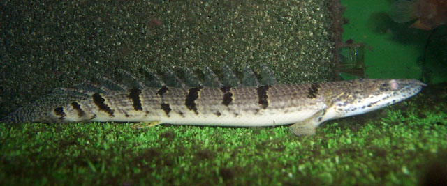戴氏多鳍鱼(Polypterus delhezi)