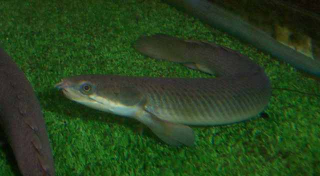 塞内加尔多鳍鱼(Polypterus senegalus)