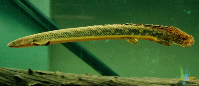 托氏多鳍鱼(Polypterus teugelsi)