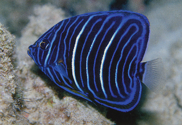 环纹刺盖鱼(Pomacanthus annularis)
