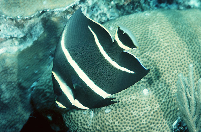 弓纹刺盖鱼(Pomacanthus arcuatus)