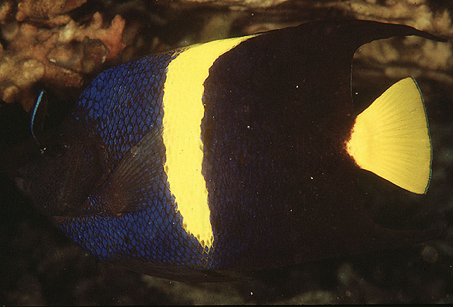阿拉伯刺盖鱼(Pomacanthus asfur)