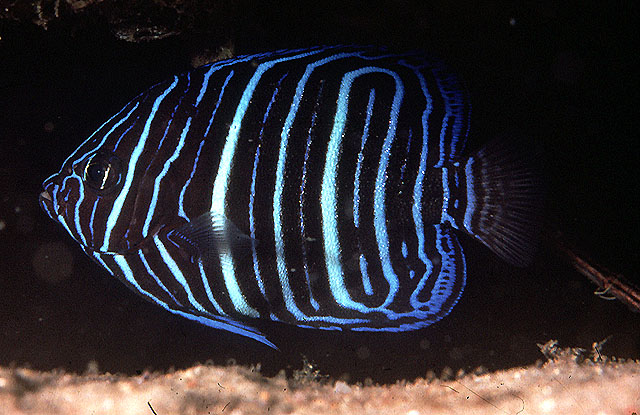似菱形刺盖鱼(Pomacanthus rhomboides)