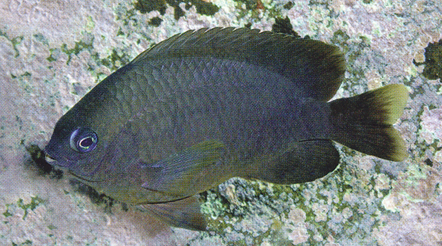 科莫多岛雀鲷(Pomacentrus komodoensis)