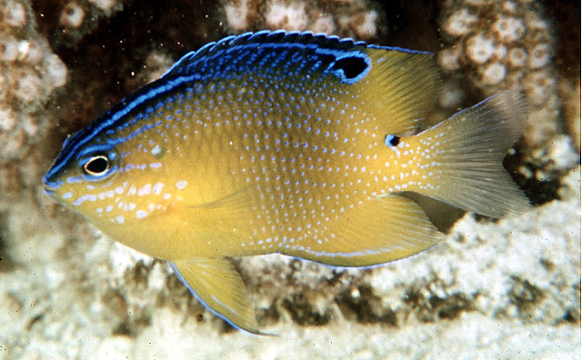 三线雀鲷(Pomacentrus trilineatus)