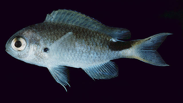细波光鳃鱼(Pomachromis exilis)