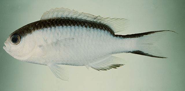 棕背波光鳃鱼(Pomachromis fuscidorsalis)
