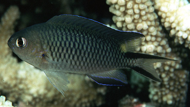 李氏波光鳃鱼(Pomachromis richardsoni)