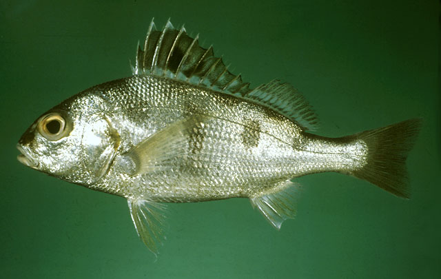 大斑石鲈(Pomadasys maculatus)