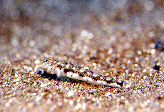 大眼长臀虾虎(Pomatoschistus pictus)