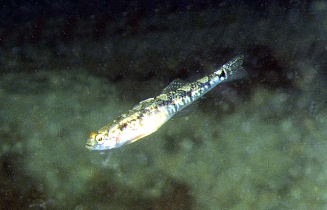 夸氏长臀虾虎(Pomatoschistus quagga)