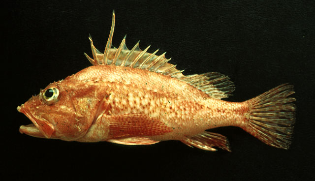 红体海鲉(Pontinus furcirhinus)
