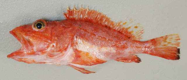 眉须海鲉(Pontinus nigerimum)