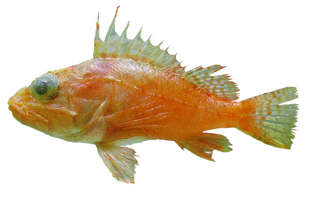 拉氏海鲉(Pontinus rathbuni)