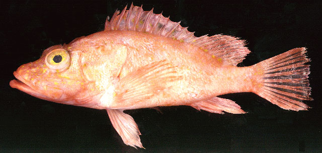 玫瑰海鲉(Pontinus rhodochrous)