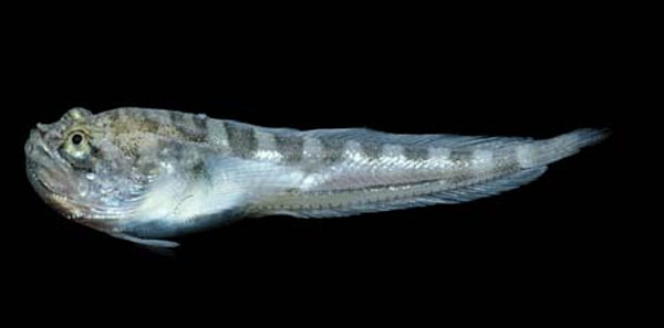 软光蟾鱼(Porichthys analis)