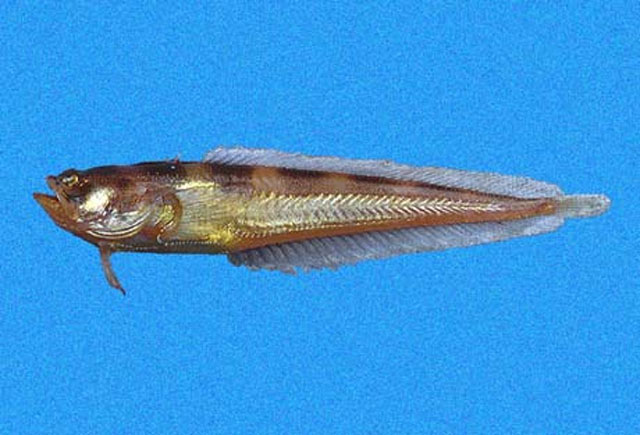 格氏光蟾鱼(Porichthys greenei)