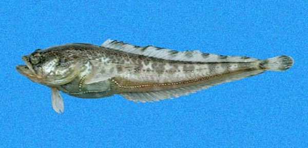 珠光蟾鱼(Porichthys margaritatus)