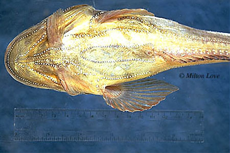 细条光蟾鱼(Porichthys myriaster)
