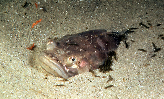 斑光蟾鱼(Porichthys notatus)