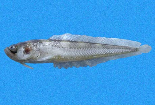 多眼光蟾鱼(Porichthys oculellus)