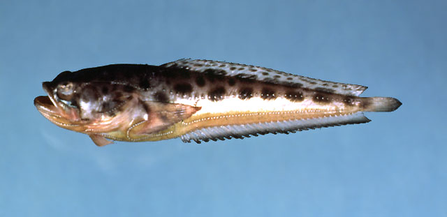 锤齿光蟾鱼(Porichthys plectrodon)