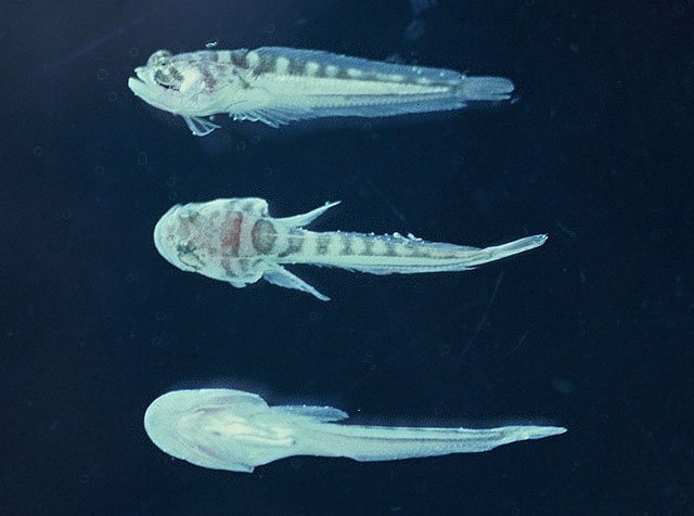 大孔光蟾鱼(Porichthys porosissimus)