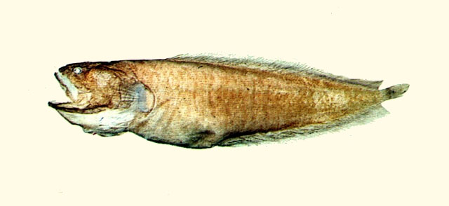 毛吻孔头鼬鱼(Porocephalichthys dasyrhynchus)