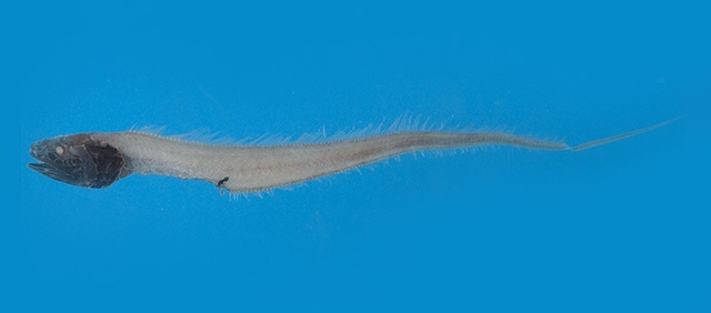 贡氏孔鼬鳚(Porogadus guentheri)