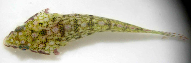 海神喉盘鱼(Posidonichthys hutchinsi)