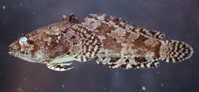 三棘河蟾鱼(Potamobatrachus trispinosus)