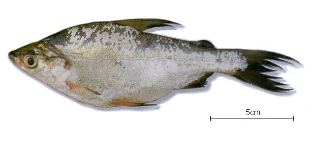 高身川脂鲤(Potamorhina latior)